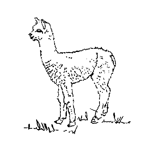 Free Alpaca Coloring Pages Sketch Coloring Page