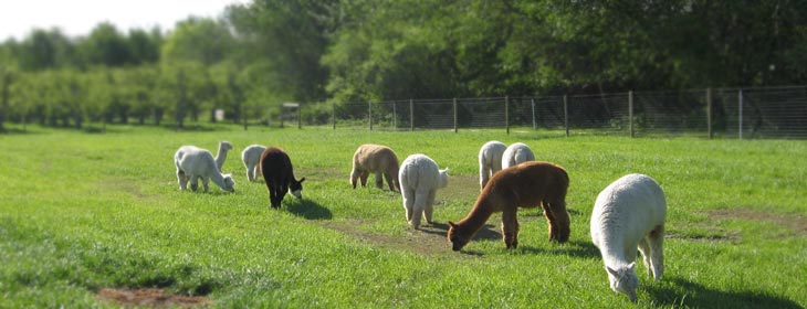 OR alpaca farms