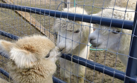 Kentucky alpaca farmer