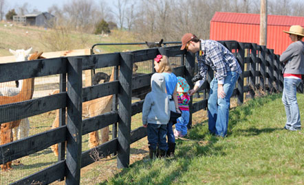 KAA - Alpaca farming in Kentucky