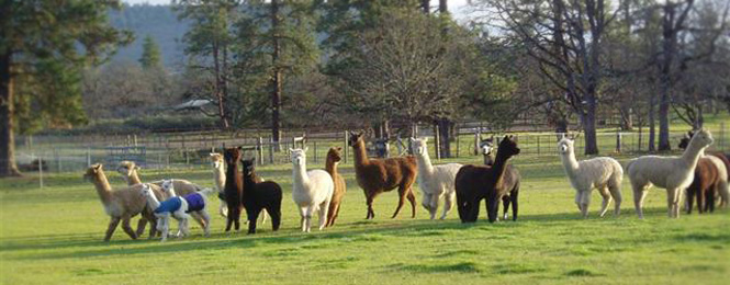 Jefferson State Alpaca Farming Ranching
