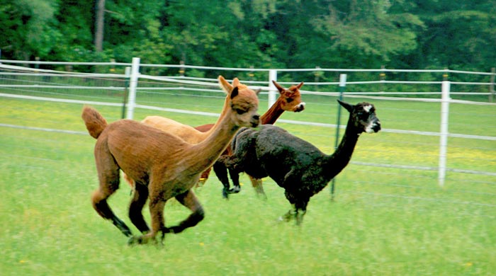 Alpacas for sale in Maryland