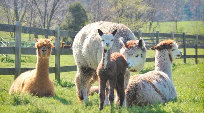 Alpaca lifestyle and ranching in Maryland