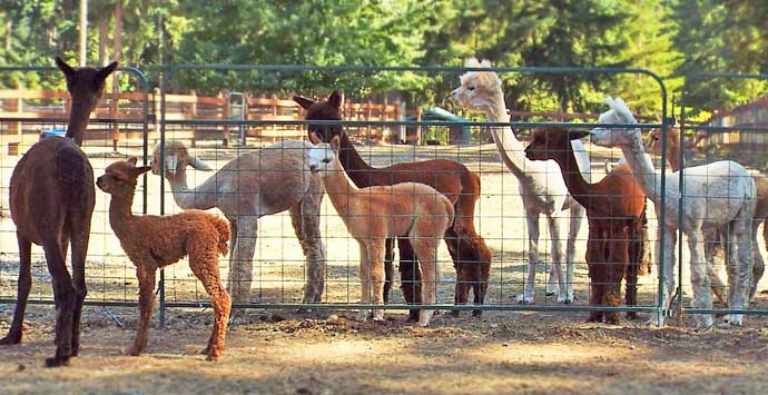 Alpaca products from farms in WA